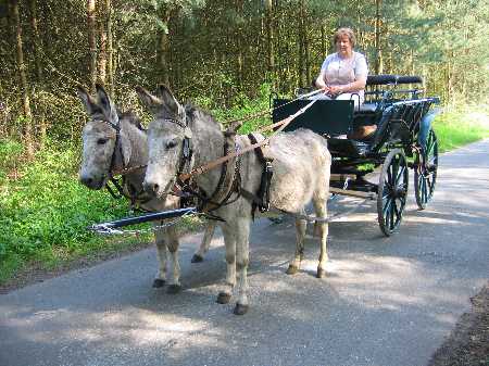 2-spaennig