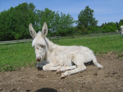 Maja