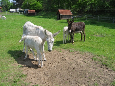 alle