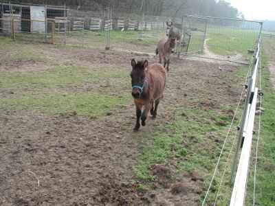 Der Hengst