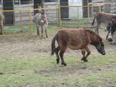 Der Hengst